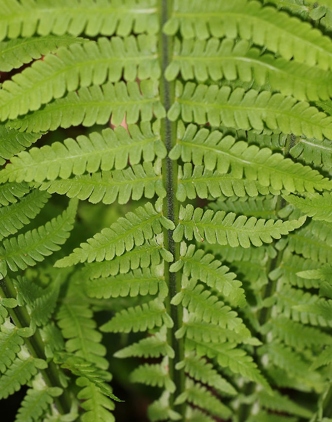 Ostrich Fern - Matteuccia struthiopteris Habitat: Deciduous forest Geotagged,Matteuccia struthiopteris,Ostrich fern,Spring,United States,fern,ostrich fern