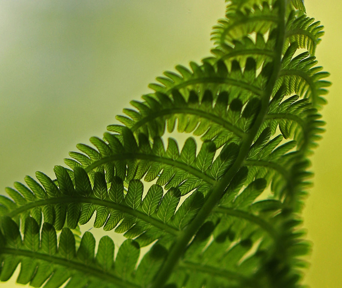 Ostrich Fern - Matteuccia struthiopteris Not a very clear shot, but I thought it was neat to be able to see the tiny veins in the fronds.<br />
<br />
Habitat: Deciduous forest Geotagged,Matteuccia struthiopteris,Ostrich fern,Spring,United States