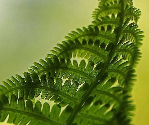 Ostrich Fern - Matteuccia struthiopteris Not a very clear shot, but I thought it was neat to be able to see the tiny veins in the fronds.

Habitat: Deciduous forest Geotagged,Matteuccia struthiopteris,Ostrich fern,Spring,United States