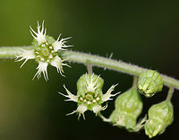 Common Alumroot - Heuchera americana A hairy stalk bearing yellowish-green, bell-shaped, drooping flowers. The flowers are about 5 mm long with 5 small petals, 5 stamens with orange anthers, and 1 pistil. The leaves are 7-10 cm wide, basal, and heart-shaped.<br />
<br />
Spotted growing on shady slopes in a deciduous forest.<br />
https://www.jungledragon.com/image/81424/common_alumroot_-_heuchera_americana.html<br />
https://www.jungledragon.com/image/81425/common_alumroot_-_heuchera_americana.html American alumroot,Geotagged,Heuchera americana,Spring,United States