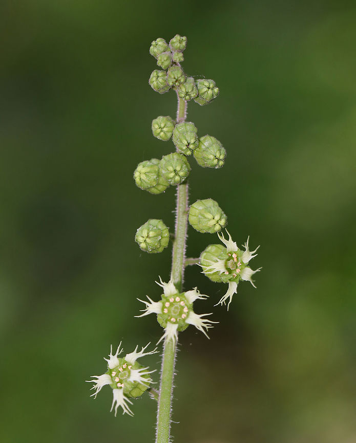 Common Alumroot - Heuchera americana A hairy stalk bearing yellowish-green, bell-shaped, drooping flowers. The flowers are about 5 mm long with 5 small petals, 5 stamens with orange anthers, and 1 pistil. The leaves are 7-10 cm wide, basal, and heart-shaped.<br />
<br />
Spotted growing on shady slopes in a deciduous forest.<br />
<figure class="photo"><a href="https://www.jungledragon.com/image/81423/common_alumroot_-_heuchera_americana.html" title="Common Alumroot - Heuchera americana"><img src="https://s3.amazonaws.com/media.jungledragon.com/images/3232/81423_thumb.jpg?AWSAccessKeyId=05GMT0V3GWVNE7GGM1R2&Expires=1759968010&Signature=GPoZb2P1UySM0ii2P2%2Fp5z99ow4%3D" width="200" height="158" alt="Common Alumroot - Heuchera americana A hairy stalk bearing yellowish-green, bell-shaped, drooping flowers. The flowers are about 5 mm long with 5 small petals, 5 stamens with orange anthers, and 1 pistil. The leaves are 7-10 cm wide, basal, and heart-shaped.<br />
<br />
Spotted growing on shady slopes in a deciduous forest.<br />
https://www.jungledragon.com/image/81424/common_alumroot_-_heuchera_americana.html<br />
https://www.jungledragon.com/image/81425/common_alumroot_-_heuchera_americana.html American alumroot,Geotagged,Heuchera americana,Spring,United States" /></a></figure><br />
<figure class="photo"><a href="https://www.jungledragon.com/image/81425/common_alumroot_-_heuchera_americana.html" title="Common Alumroot - Heuchera americana"><img src="https://s3.amazonaws.com/media.jungledragon.com/images/3232/81425_thumb.jpg?AWSAccessKeyId=05GMT0V3GWVNE7GGM1R2&Expires=1759968010&Signature=Ot9sH%2B%2F2QU8NN5DlC69plogj1CU%3D" width="102" height="152" alt="Common Alumroot - Heuchera americana A hairy stalk bearing yellowish-green, bell-shaped, drooping flowers. The flowers are about 5 mm long with 5 small petals, 5 stamens with orange anthers, and 1 pistil. The leaves are 7-10 cm wide, basal, and heart-shaped.<br />
<br />
Spotted growing on shady slopes in a deciduous forest.<br />
https://www.jungledragon.com/image/81423/common_alumroot_-_heuchera_americana.html<br />
https://www.jungledragon.com/image/81424/common_alumroot_-_heuchera_americana.html American alumroot,Geotagged,Heuchera americana,Spring,United States" /></a></figure> American alumroot,Geotagged,Heuchera americana,Spring,United States