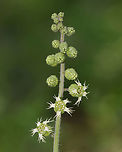 Common Alumroot - Heuchera americana A hairy stalk bearing yellowish-green, bell-shaped, drooping flowers. The flowers are about 5 mm long with 5 small petals, 5 stamens with orange anthers, and 1 pistil. The leaves are 7-10 cm wide, basal, and heart-shaped.<br />
<br />
Spotted growing on shady slopes in a deciduous forest.<br />
https://www.jungledragon.com/image/81423/common_alumroot_-_heuchera_americana.html<br />
https://www.jungledragon.com/image/81425/common_alumroot_-_heuchera_americana.html American alumroot,Geotagged,Heuchera americana,Spring,United States
