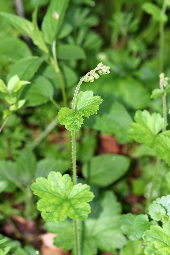 Common Alumroot - Heuchera americana A hairy stalk bearing yellowish-green, bell-shaped, drooping flowers. The flowers are about 5 mm long with 5 small petals, 5 stamens with orange anthers, and 1 pistil. The leaves are 7-10 cm wide, basal, and heart-shaped.<br />
<br />
Spotted growing on shady slopes in a deciduous forest.<br />
<figure class="photo"><a href="https://www.jungledragon.com/image/81423/common_alumroot_-_heuchera_americana.html" title="Common Alumroot - Heuchera americana"><img src="https://s3.amazonaws.com/media.jungledragon.com/images/3232/81423_thumb.jpg?AWSAccessKeyId=05GMT0V3GWVNE7GGM1R2&Expires=1759968010&Signature=GPoZb2P1UySM0ii2P2%2Fp5z99ow4%3D" width="200" height="158" alt="Common Alumroot - Heuchera americana A hairy stalk bearing yellowish-green, bell-shaped, drooping flowers. The flowers are about 5 mm long with 5 small petals, 5 stamens with orange anthers, and 1 pistil. The leaves are 7-10 cm wide, basal, and heart-shaped.<br />
<br />
Spotted growing on shady slopes in a deciduous forest.<br />
https://www.jungledragon.com/image/81424/common_alumroot_-_heuchera_americana.html<br />
https://www.jungledragon.com/image/81425/common_alumroot_-_heuchera_americana.html American alumroot,Geotagged,Heuchera americana,Spring,United States" /></a></figure><br />
<figure class="photo"><a href="https://www.jungledragon.com/image/81424/common_alumroot_-_heuchera_americana.html" title="Common Alumroot - Heuchera americana"><img src="https://s3.amazonaws.com/media.jungledragon.com/images/3232/81424_thumb.jpg?AWSAccessKeyId=05GMT0V3GWVNE7GGM1R2&Expires=1759968010&Signature=u6TFN0RmcSMa1ovAtHvA%2FfeiGRU%3D" width="124" height="152" alt="Common Alumroot - Heuchera americana A hairy stalk bearing yellowish-green, bell-shaped, drooping flowers. The flowers are about 5 mm long with 5 small petals, 5 stamens with orange anthers, and 1 pistil. The leaves are 7-10 cm wide, basal, and heart-shaped.<br />
<br />
Spotted growing on shady slopes in a deciduous forest.<br />
https://www.jungledragon.com/image/81423/common_alumroot_-_heuchera_americana.html<br />
https://www.jungledragon.com/image/81425/common_alumroot_-_heuchera_americana.html American alumroot,Geotagged,Heuchera americana,Spring,United States" /></a></figure> American alumroot,Geotagged,Heuchera americana,Spring,United States