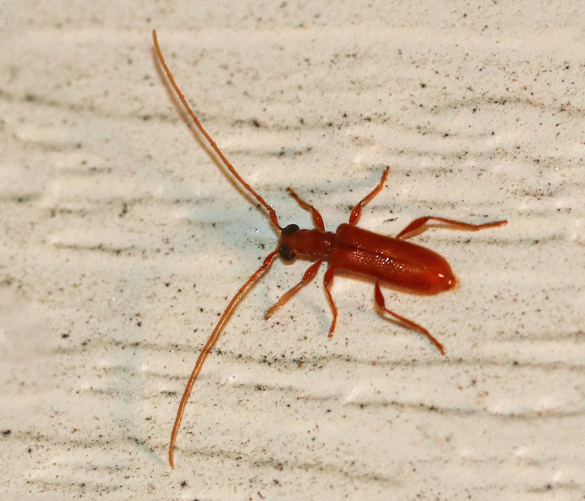Obrium rufulum TL: ~ 8 mm. Reddish-brown body, legs, and antennae. Black eyes. Antennae extend past elytra.<br />
<br />
Habitat: Attracted to a  365 nm tube black light in a semi-rural area Geotagged,Obrium rufulum,Summer,United States,beetle