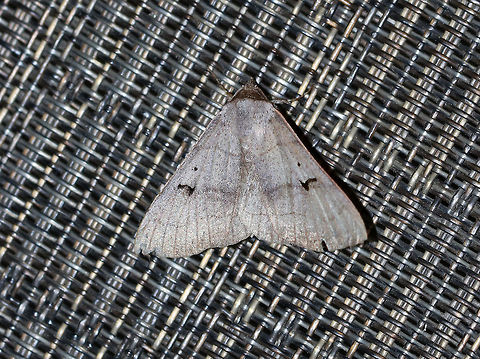 Brown Panopoda - Panopoda carneicosta WS: ~40 mm. FW brown, with a tint of violet gray. Thin brown AM, median, and PM lines; black orbicular dot and L-shaped reniform spot. Host: Hickory

Habitat: Attracted to a 365 nm tube black light in a semi-rural area Brown Panopoda,Geotagged,Panopoda carneicosta,Summer,United States,moth