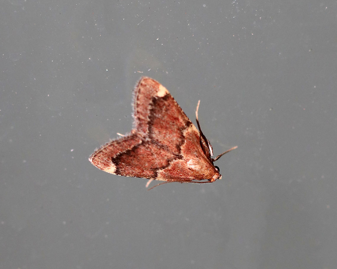 Hypsopygia intermedialis TL: ~12 mm. Reddish brown FW with hair-like scales. Slightly jagged lines are edged in pale yellow. Hosts: Unknown<br />
<br />
Habitat: Attracted to a 365 nm tube black light in a semi-rural area Geotagged,Hypsopygia,Hypsopygia intermedialis,Summer,United States,moth,red-shawled moth