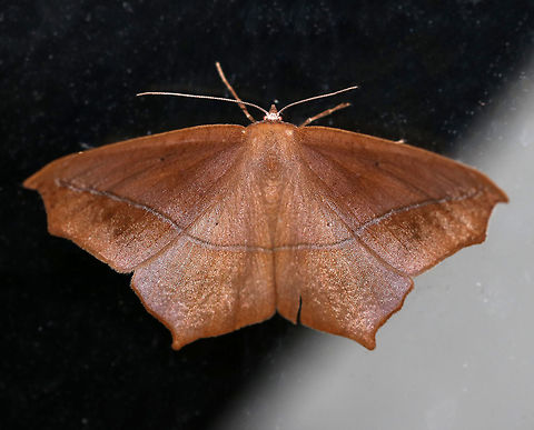 Large Maple Spanworm - Prochoerodes lineola WS: ~ 45 mm. Very variable. Tiny, black discal spots mark all wings. Hosts: Deciduous trees and low plants

Habitat: Attracted to a 365 nm tube black light in a semi-rural area Geotagged,Large maple spanworm,Prochoerodes,Prochoerodes lineola,Summer,United States,moth