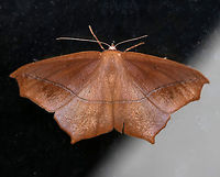 Large Maple Spanworm - Prochoerodes lineola WS: ~ 45 mm. Very variable. Tiny, black discal spots mark all wings. Hosts: Deciduous trees and low plants<br />
<br />
Habitat: Attracted to a 365 nm tube black light in a semi-rural area Geotagged,Large maple spanworm,Prochoerodes,Prochoerodes lineola,Summer,United States,moth