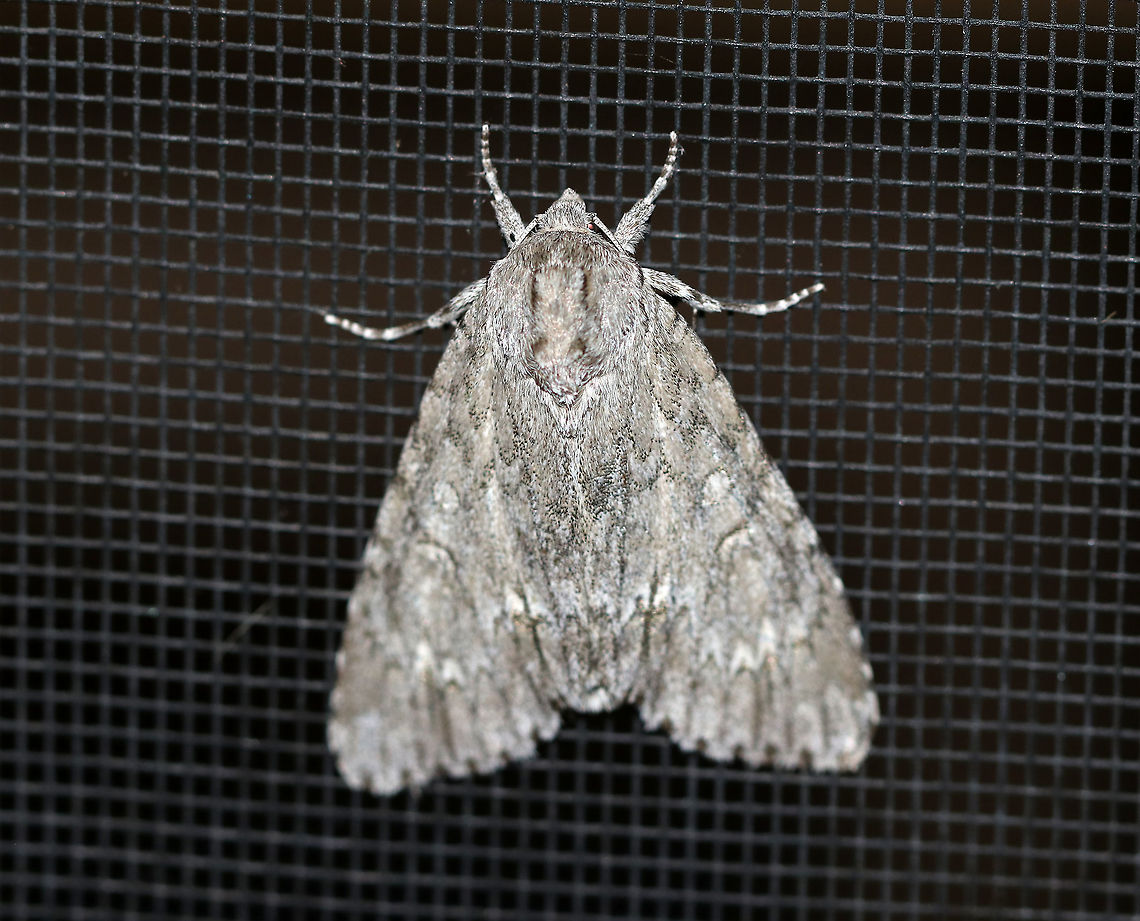 American Dagger Moth - Acronicta americana WS: 5 cm. This is the largest dagger moth in the eastern US.<br />
<br />
Habitat: Attracted to a 365 nm tube black light light in a semi-rural area Acronicta americana,American Dagger Moth,Geotagged,Moth,Summer,United States