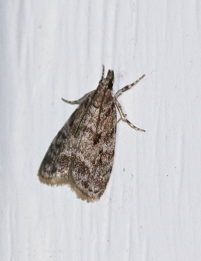 Double-striped Scoparia Moth - Scoparia biplagialis *ID is tentative<br />
<br />
TL: 8mm. Peppery gray FW with two white-edged bands crossing the median area. Hosts: Roots and mosses<br />
<br />
Habitat: Attracted to a 365 nm tube black light in a semi-rural area Double-striped Scoparia Moth,Geotagged,Scoparia biplagialis,Summer,United States,moth