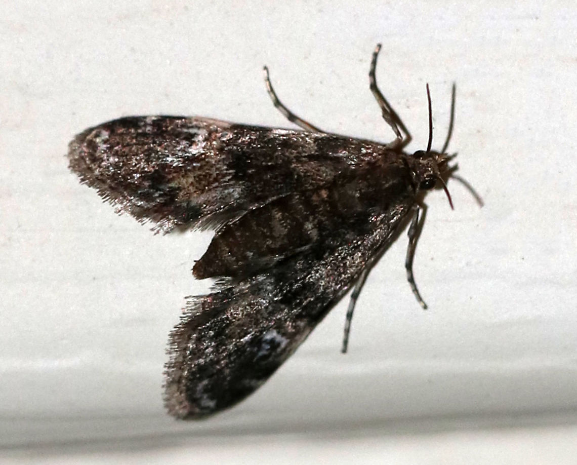 Black Duckweed Moth - Elophila tinealis Total length: 5 mm. Tiny, blackish forewing with whitish blue spots in median area. Short antennae. <br />
<br />
Attracted to a light in a rural area. Black Duckweed Moth,Elophila tinealis,Geotagged,Summer,United States,moth