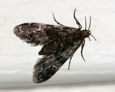 Black Duckweed Moth - Elophila tinealis Total length: 5 mm. Tiny, blackish forewing with whitish blue spots in median area. Short antennae. 

Attracted to a light in a rural area. Black Duckweed Moth,Elophila tinealis,Geotagged,Summer,United States,moth