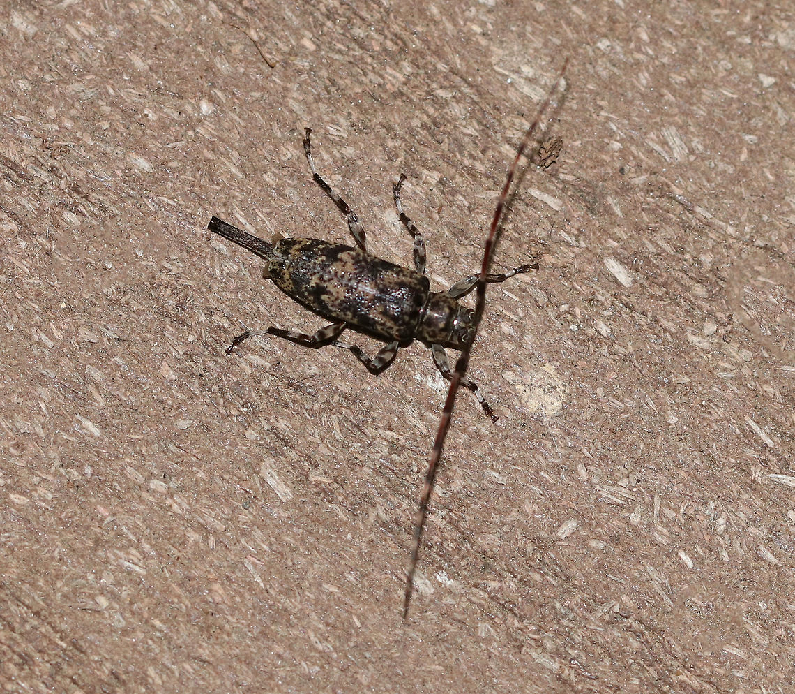 Graphisurus fasciatus TL: ~10 mm. Hosts: Hardwood and pine<br />
<br />
Habitat: Attracted to a 365 nm tube black light in a semi-rural area Geotagged,Graphisurus,Graphisurus fasciatus,Summer,United States,beetle