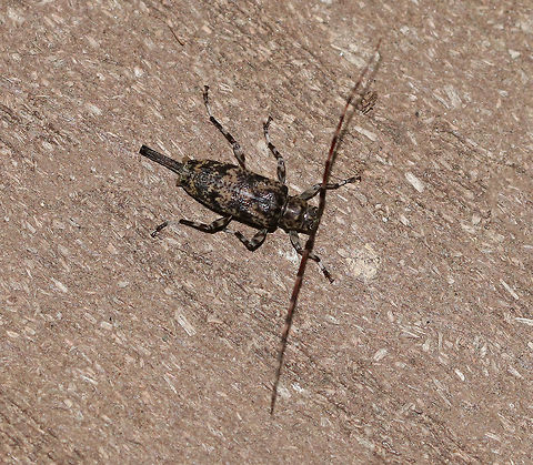 Graphisurus fasciatus TL: ~10 mm. Hosts: Hardwood and pine

Habitat: Attracted to a 365 nm tube black light in a semi-rural area Geotagged,Graphisurus,Graphisurus fasciatus,Summer,United States,beetle