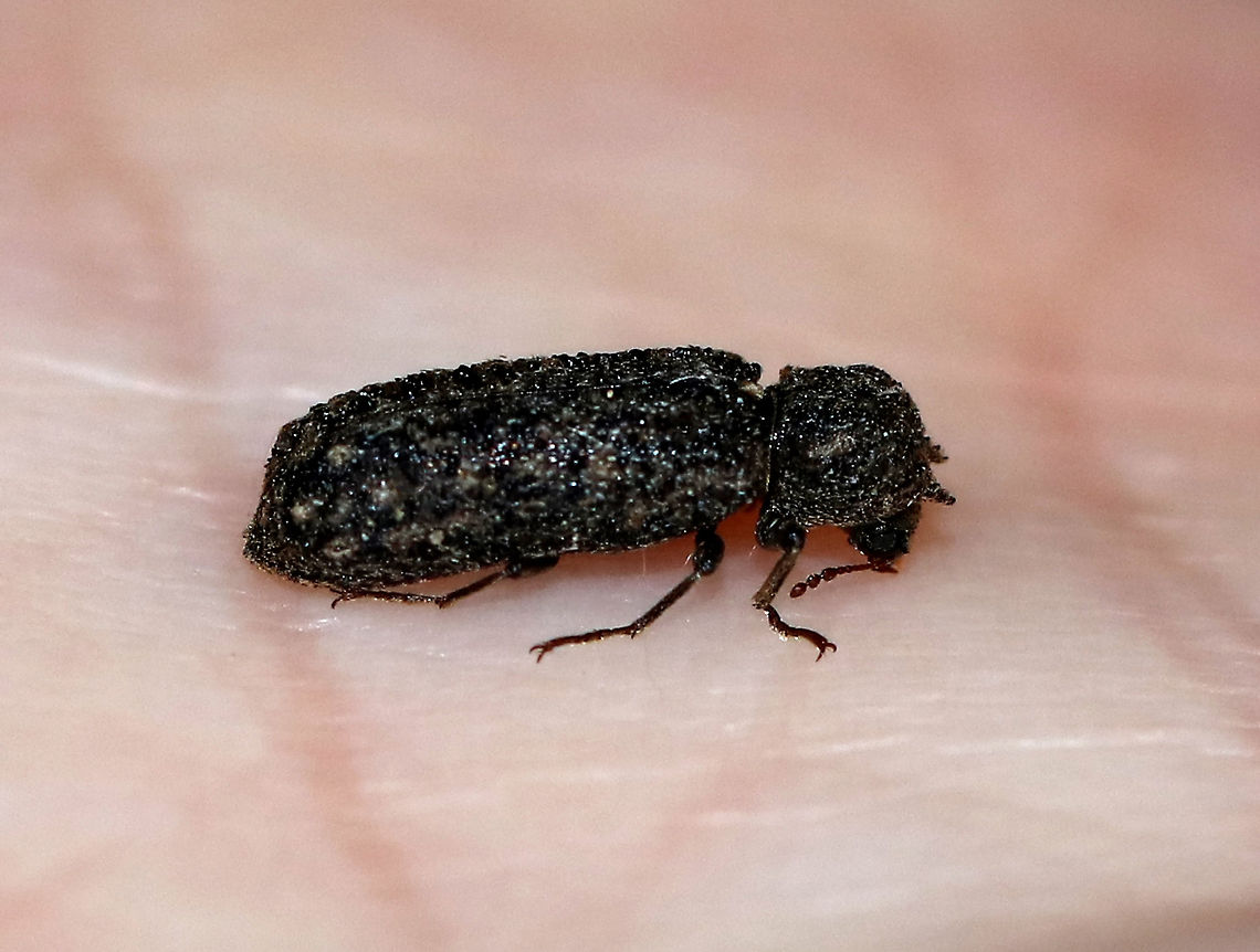 Horned Powder-post Beetle - Lichenophanes bicornis TL: ~10 mm. <br />
<br />
Habitat: Attracted to a 365 nm tube black light in a semi-rural area Geotagged,Lichenophanes,Lichenophanes bicornis,Summer,United States,beetle