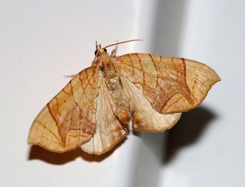 Lesser Grapevine Looper Moth - Eulithis diversilineata This moth positions itself upside down and then flips its abdomen raised above its wings. It was about 30 mm long. It had pale orange forewings that were crossed by fine brown lines. The inner median are was tinted lilac/brownish. The midpoint of the postmedian line forms a long, outward pointing spike. In this photo, it's actually positioned upright - a sight I rarely see!

Habitat: Attracted to a 365 nm tube black light in a semi-rural area. Eulithis diversilineata,Geotagged,Lesser grapevine looper,Summer,United States,moth