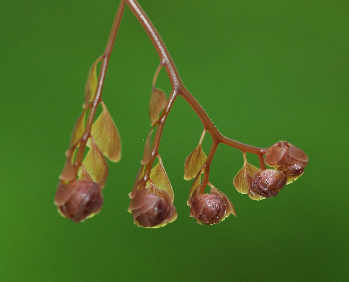 Northern Maindenhair Fern - Adiantum pedatum These fronds were just starting to uncurl. Maindenhair ferns have fan-shaped whorls of leaflets that are held horizontally. The subleaflets are oblong and are toothed on one edge. The spore cases are located along the toothed edges. The stalks are black and wiry. <br />
<br />
Habitat: Spotted in a mixed bog Adiantum pedatum,Geotagged,Northern maidenhair,Spring,United States