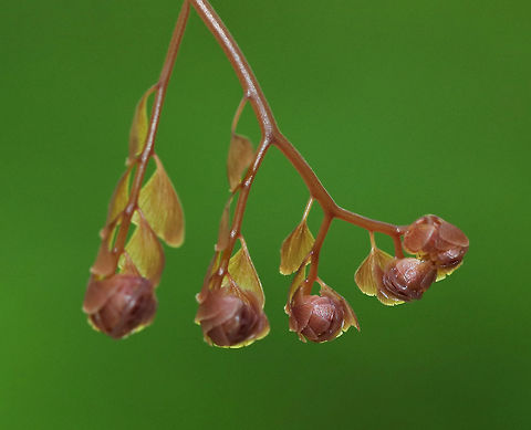 Northern Maindenhair Fern - Adiantum pedatum These fronds were just starting to uncurl. Maindenhair ferns have fan-shaped whorls of leaflets that are held horizontally. The subleaflets are oblong and are toothed on one edge. The spore cases are located along the toothed edges. The stalks are black and wiry. 

Habitat: Spotted in a mixed bog Adiantum pedatum,Geotagged,Northern maidenhair,Spring,United States