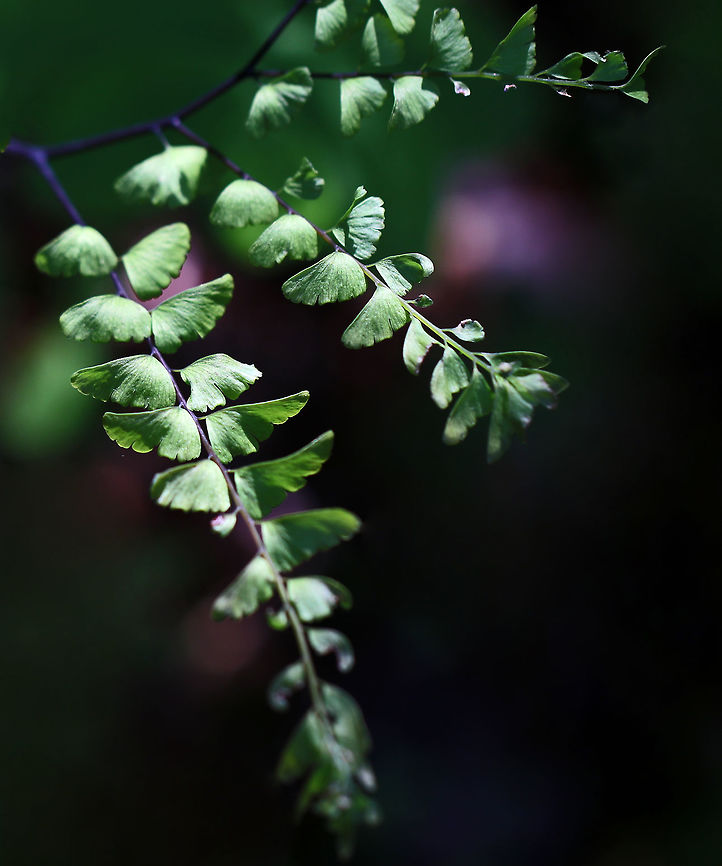 Northern Maindenhair Fern - Adiantum pedatum Maindenhair ferns have fan-shaped whorls of leaflets that are held horizontally. The subleaflets are oblong and are toothed on one edge. The spore cases are located along the toothed edges. The stalks are black and wiry. <br />
<br />
Habitat: Spotted in a mixed bog Adiantum pedatum,Geotagged,Northern maidenhair,Spring,United States,fern