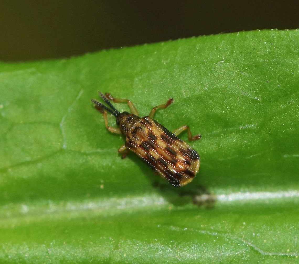 Sumitrosis inaequalis TL: ~ 4 mm. Hosts: Various Asteraceae<br />
<br />
Habitat: On the edge of a mixed bog Geotagged,Spring,Sumitrosis,Sumitrosis inaequalis,United States,beetle