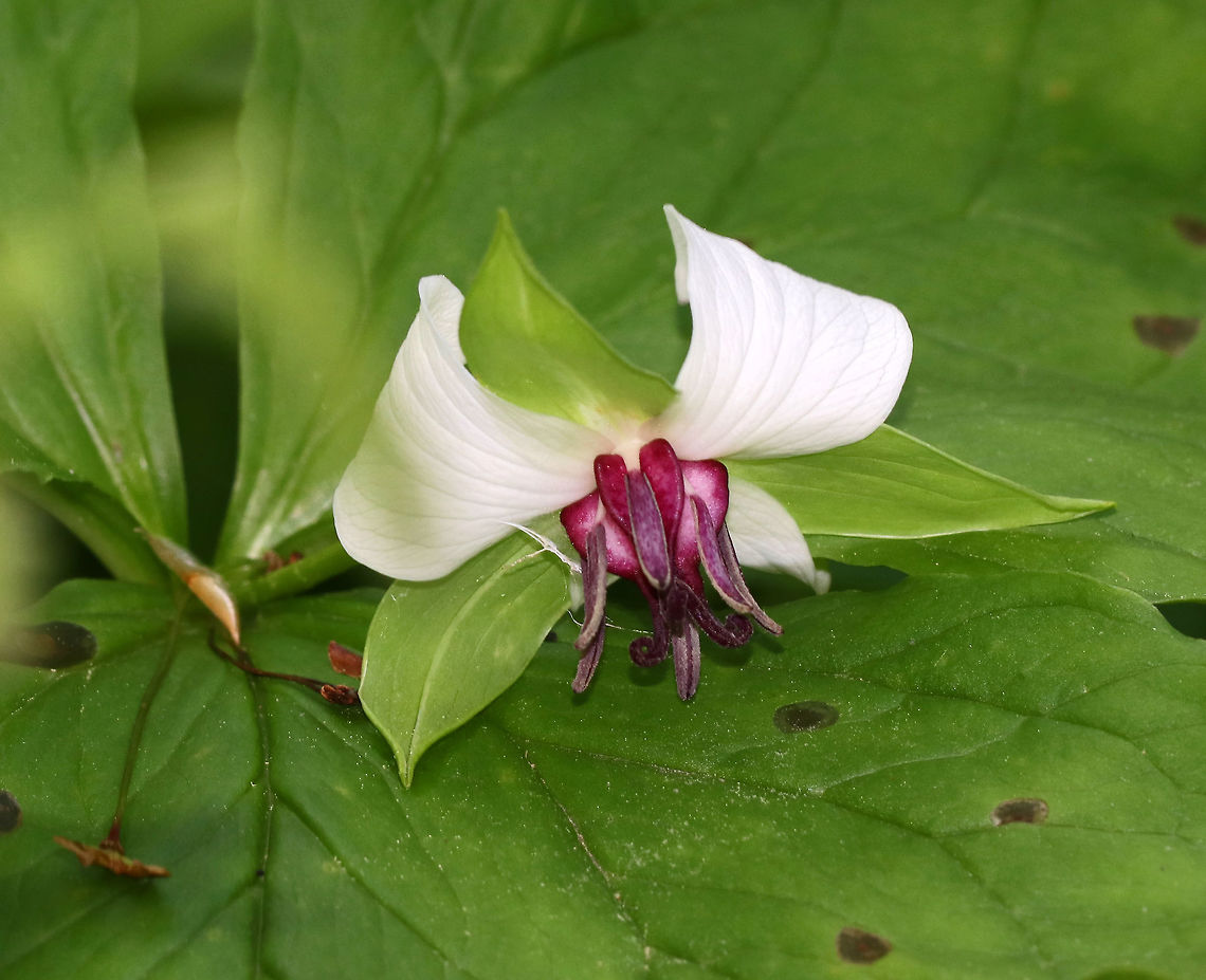 Nodding Trillium - Trillium cernuum Nodding trillium is a white-flowered trillium, and is called &quot;nodding&quot; because the flowers nod (hang downwards), and are often concealed by the leaves.<br />
<br />
Habitat: Bog edge Geotagged,Nodding trillium,Spring,Trillium cernuum,United States,trillium