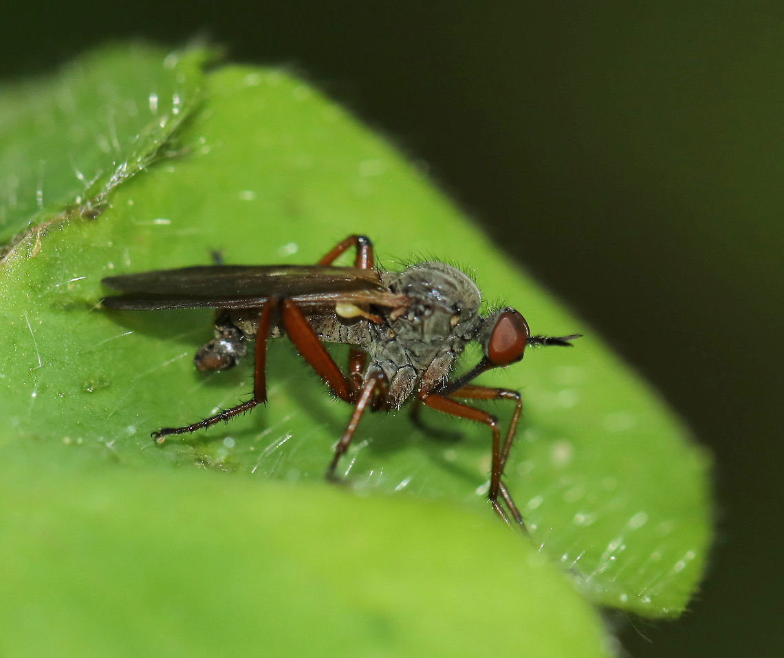 Dance Fly - Empis spectabilis Male dance fly with a gray head and thorax, yellow halteres, and bent genitalia.<br />
<br />
Habitat: Edge of a bog<br />
<figure class="photo"><a href="https://www.jungledragon.com/image/81499/dance_fly_-_empis_spectabilis.html" title="Dance Fly - Empis spectabilis"><img src="https://s3.amazonaws.com/media.jungledragon.com/images/3232/81499_thumb.jpg?AWSAccessKeyId=05GMT0V3GWVNE7GGM1R2&Expires=1759968010&Signature=Vijv7hlAl3HfPO5Qg5MS7buJgdw%3D" width="200" height="166" alt="Dance Fly - Empis spectabilis Male dance fly with a gray head and thorax, yellow halteres, and bent genitalia.<br />
<br />
Habitat: Edge of a bog<br />
https://www.jungledragon.com/image/81498/dance_fly_-_empis_spectabilis.html Empis spectabilis,Geotagged,Spring,United States" /></a></figure> Empis spectabilis,Geotagged,Spring,United States,dance fly,empis,fly