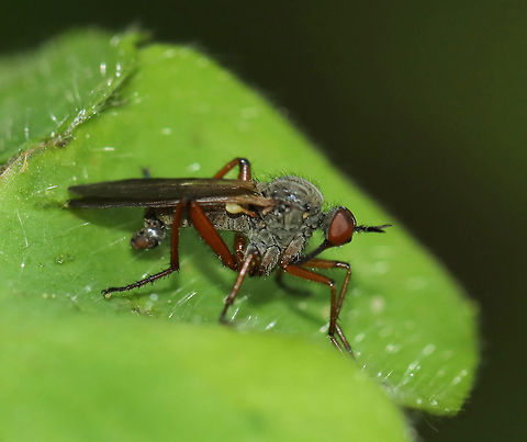 Dance Fly - Empis spectabilis Male dance fly with a gray head and thorax, yellow halteres, and bent genitalia.

Habitat: Edge of a bog
https://www.jungledragon.com/image/81499/dance_fly_-_empis_spectabilis.html Empis spectabilis,Geotagged,Spring,United States,dance fly,empis,fly