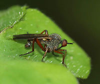 Dance Fly - Empis spectabilis Male dance fly with a gray head and thorax, yellow halteres, and bent genitalia.<br />
<br />
Habitat: Edge of a bog<br />
https://www.jungledragon.com/image/81499/dance_fly_-_empis_spectabilis.html Empis spectabilis,Geotagged,Spring,United States,dance fly,empis,fly