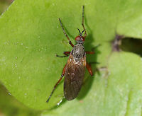Dance Fly - Empis spectabilis Male dance fly with a gray head and thorax, yellow halteres, and bent genitalia.<br />
<br />
Habitat: Edge of a bog<br />
https://www.jungledragon.com/image/81498/dance_fly_-_empis_spectabilis.html Empis spectabilis,Geotagged,Spring,United States