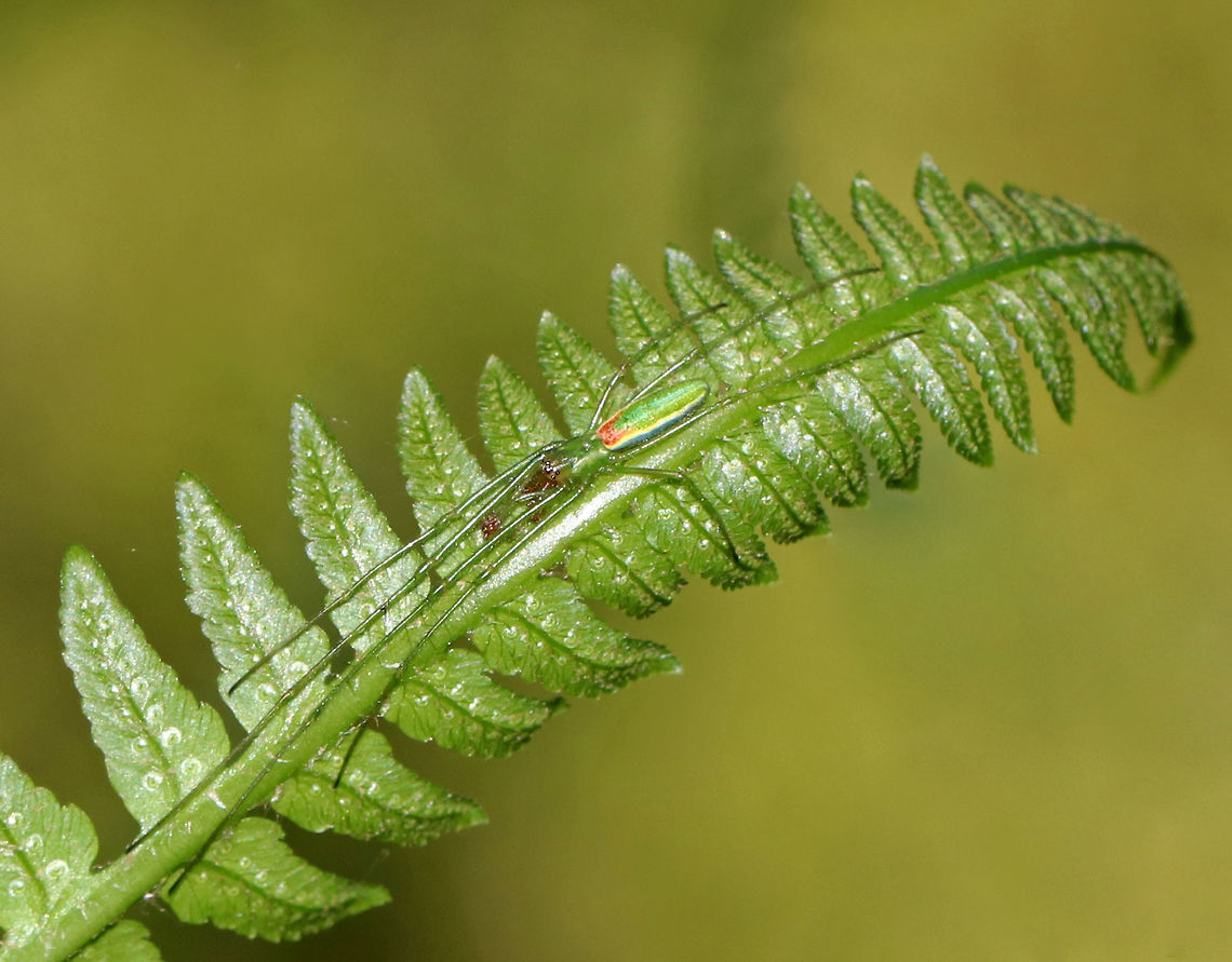 Long-jawed Orb Weaver - Tetragnatha viridis Habitat: Resting on a fern on the edge of a bog Geotagged,Spring,Tetragnatha,Tetragnatha viridis,United States,long-jawed orb weaver,orb weaver,orbweaver,spider