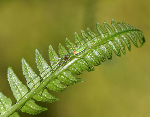 Long-jawed Orb Weaver - Tetragnatha viridis Habitat: Resting on a fern on the edge of a bog Geotagged,Spring,Tetragnatha,Tetragnatha viridis,United States,long-jawed orb weaver,orb weaver,orbweaver,spider
