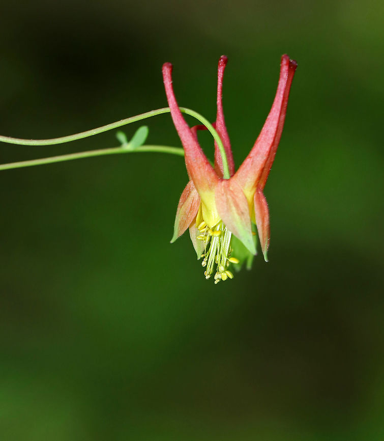 Wild Columbine - Aquilegia canadensis A gorgeous, nodding, red and yellow flower with upward spurred petals that alternate with spreading sepals and numerous yellow stamens that hang below the petals. It contains a cyanogenic glycoside, which releases poisonous hydrogen cyanide if the plant is damaged.<br />
<br />
The genus name comes from the Latin word "Aquila" for eagle, referring to the talon-like shape of the nectar spurs on the flower. This plant is very attractive to long-tongued insects! <br />
<br />
Habitat: Mixed forest<br />
 Aquilegia canadensis,Eastern Columbine,Geotagged,Spring,United States