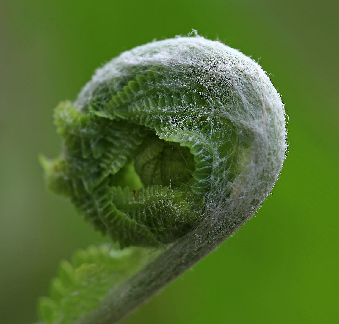 Cinnamon Fern - Osmundastrum cinnamomeum Hairy fiddlehead of a cinnamon fern<br />
<br />
Habitat: Mixed bog Cinnamon Fern,Geotagged,Osmundastrum cinnamomeum,Spring,United States,fern