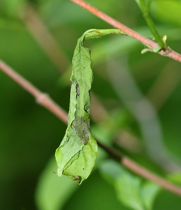 Leaf Shelter - Sawfly or Moth? This leaf shelter used a single leaf, which was rolled and stuck together. Inside, there was a single caterpillar/larva and frass. I think the caterpillar may be a moth - maybe a Tortricid. Or else, maybe a sawfly larva. <br />
<br />
Habitat: Mixed forest/bog<br />
<figure class="photo"><a href="https://www.jungledragon.com/image/81529/leaf_shelter_-_sawfly_or_moth.html" title="Leaf Shelter -  Sawfly or Moth?"><img src="https://s3.amazonaws.com/media.jungledragon.com/images/3232/81529_thumb.jpg?AWSAccessKeyId=05GMT0V3GWVNE7GGM1R2&Expires=1769040010&Signature=TGb1VEqolIuRxdtH7UAJoQPLs70%3D" width="200" height="156" alt="Leaf Shelter -  Sawfly or Moth? This leaf shelter used a single leaf, which was rolled and stuck together. Inside, there was a single caterpillar/larva and frass. I think the caterpillar may be a moth - maybe a Tortricid. Or else, maybe a sawfly larva. <br />
<br />
Habitat: Mixed forest/bog<br />
https://www.jungledragon.com/image/81528/leaf_shelter.html Geotagged,Spring,United States" /></a></figure> Geotagged,Spring,United States,leaf roller,leaf shelter,signs of wildlife