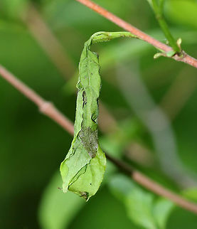Leaf Shelter - Sawfly or Moth? This leaf shelter used a single leaf, which was rolled and stuck together. Inside, there was a single caterpillar/larva and frass. I think the caterpillar may be a moth - maybe a Tortricid. Or else, maybe a sawfly larva. 

Habitat: Mixed forest/bog
https://www.jungledragon.com/image/81529/leaf_shelter_-_sawfly_or_moth.html Geotagged,Spring,United States,leaf roller,leaf shelter,signs of wildlife