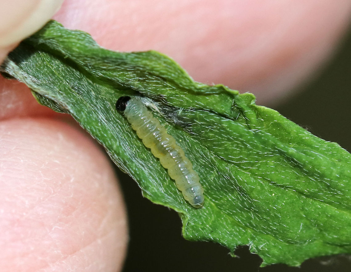 Leaf Shelter - Sawfly or Moth? This leaf shelter used a single leaf, which was rolled and stuck together. Inside, there was a single caterpillar/larva and frass. I think the caterpillar may be a moth - maybe a Tortricid. Or else, maybe a sawfly larva. <br />
<br />
Habitat: Mixed forest/bog<br />
<figure class="photo"><a href="https://www.jungledragon.com/image/81528/leaf_shelter_-_sawfly_or_moth.html" title="Leaf Shelter - Sawfly or Moth?"><img src="https://s3.amazonaws.com/media.jungledragon.com/images/3232/81528_thumb.jpg?AWSAccessKeyId=05GMT0V3GWVNE7GGM1R2&Expires=1759968010&Signature=T0JxZOb8toGiUSJ6lkBIYnSQaw0%3D" width="132" height="152" alt="Leaf Shelter - Sawfly or Moth? This leaf shelter used a single leaf, which was rolled and stuck together. Inside, there was a single caterpillar/larva and frass. I think the caterpillar may be a moth - maybe a Tortricid. Or else, maybe a sawfly larva. <br />
<br />
Habitat: Mixed forest/bog<br />
https://www.jungledragon.com/image/81529/leaf_shelter_-_sawfly_or_moth.html Geotagged,Spring,United States,leaf roller,leaf shelter,signs of wildlife" /></a></figure> Geotagged,Spring,United States