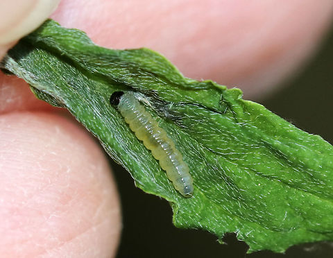 Leaf Shelter -  Sawfly or Moth? This leaf shelter used a single leaf, which was rolled and stuck together. Inside, there was a single caterpillar/larva and frass. I think the caterpillar may be a moth - maybe a Tortricid. Or else, maybe a sawfly larva. 

Habitat: Mixed forest/bog
https://www.jungledragon.com/image/81528/leaf_shelter.html Geotagged,Spring,United States
