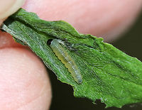 Leaf Shelter -  Sawfly or Moth? This leaf shelter used a single leaf, which was rolled and stuck together. Inside, there was a single caterpillar/larva and frass. I think the caterpillar may be a moth - maybe a Tortricid. Or else, maybe a sawfly larva. <br />
<br />
Habitat: Mixed forest/bog<br />
https://www.jungledragon.com/image/81528/leaf_shelter.html Geotagged,Spring,United States
