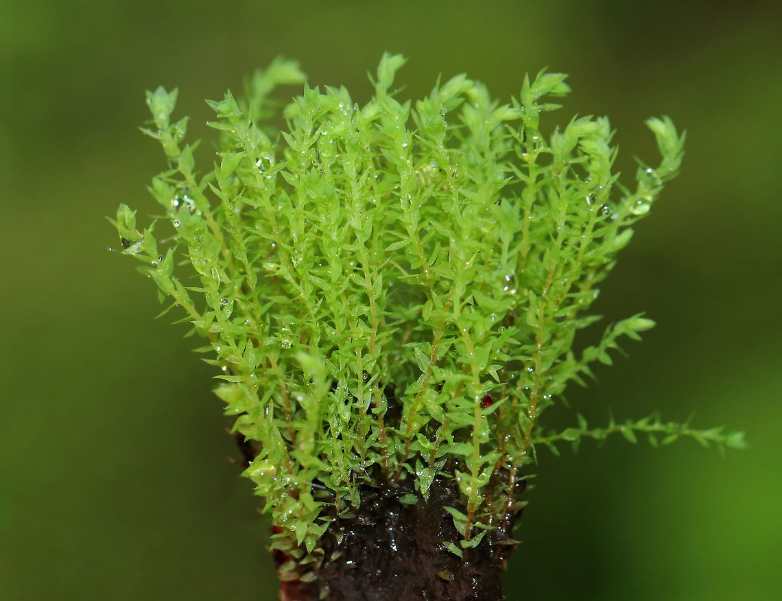 Moss - Pohlia wahlenbergii Bushy moss growing in a bog<br />
<figure class="photo"><a href="https://www.jungledragon.com/image/81533/moss_-_pohlia_wahlenbergii.html" title="Moss - Pohlia wahlenbergii"><img src="https://s3.amazonaws.com/media.jungledragon.com/images/3232/81533_thumb.jpg?AWSAccessKeyId=05GMT0V3GWVNE7GGM1R2&Expires=1763596810&Signature=Lvcc7pzOokoycDyQq7nE3%2Bfxj0c%3D" width="200" height="148" alt="Moss - Pohlia wahlenbergii Bushy moss growing in a bog<br />
https://www.jungledragon.com/image/81532/bog_plantmoss.html Geotagged,Moss,Pohlia wahlenbergii,Spring,United States" /></a></figure> Geotagged,Pohlia wahlenbergii,Spring,United States