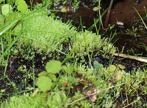 Moss - Pohlia wahlenbergii Bushy moss growing in a bog
https://www.jungledragon.com/image/81532/bog_plantmoss.html Geotagged,Moss,Pohlia wahlenbergii,Spring,United States