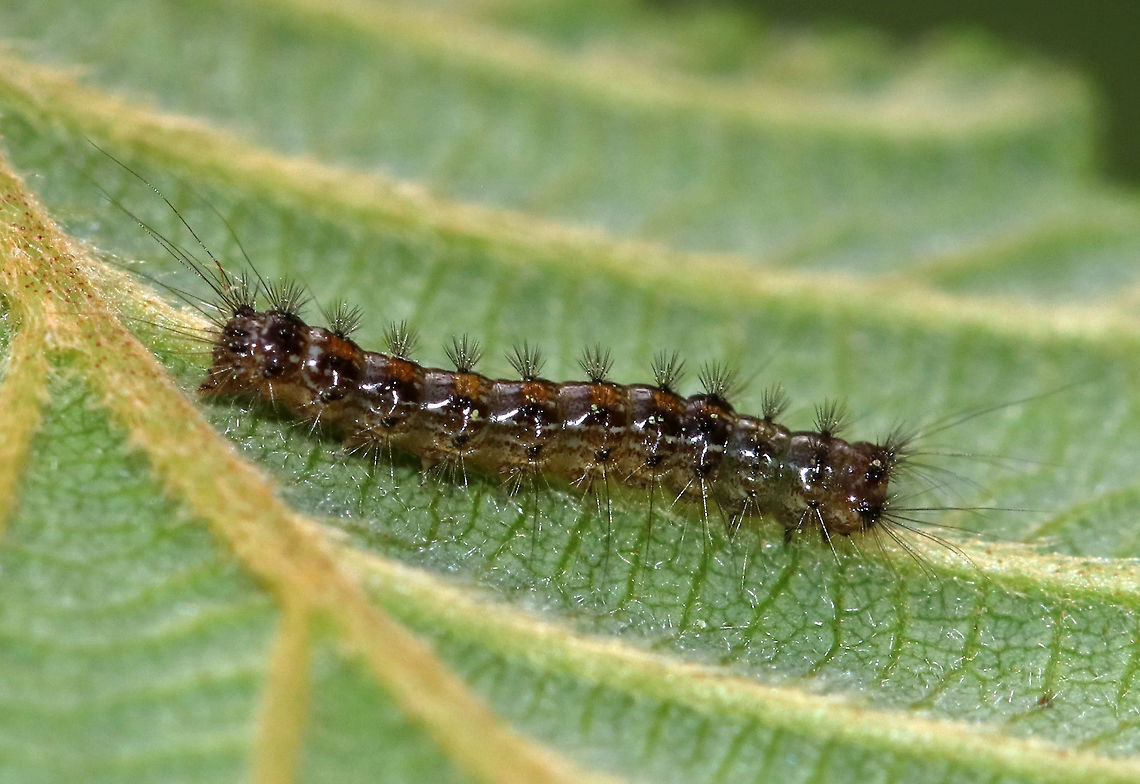 Gypsy Moth Caterpillar (Early instar) - Lymantria dispar Habitat: Mixed bog; Spotted on an alder leaf (Alnus sp.) Geotagged,Gypsy moth,Lymantria dispar,Spring,United States,caterpillar