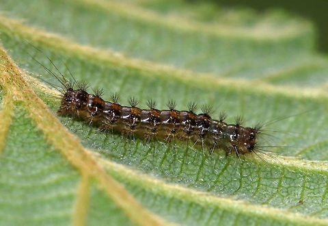 Gypsy Moth Caterpillar (Early instar) - Lymantria dispar Habitat: Mixed bog; Spotted on an alder leaf (Alnus sp.) Geotagged,Gypsy moth,Lymantria dispar,Spring,United States,caterpillar