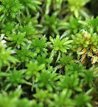 Sphagnum pulchrum Abundant in poor fens and raised bogs; it forms dense carpets at water level.<br />
<br />
Habitat: Bog<br />
https://www.jungledragon.com/image/81539/sphagnum_pulchrum.html Geotagged,Sphagnum,Sphagnum pulchrum,Spring,United States,moss