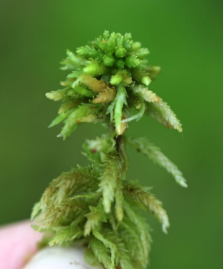 Sphagnum pulchrum Abundant in poor fens and raised bogs; it forms dense carpets at water level.<br />
<br />
Habitat: Bog<br />
<figure class="photo"><a href="https://www.jungledragon.com/image/81538/sphagnum_pulchrum.html" title="Sphagnum pulchrum"><img src="https://s3.amazonaws.com/media.jungledragon.com/images/3232/81538_thumb.jpg?AWSAccessKeyId=05GMT0V3GWVNE7GGM1R2&Expires=1759968010&Signature=hHiPk0ytNC8RhhTk1tDRRxFw%2BI8%3D" width="140" height="152" alt="Sphagnum pulchrum Abundant in poor fens and raised bogs; it forms dense carpets at water level.<br />
<br />
Habitat: Bog<br />
https://www.jungledragon.com/image/81539/sphagnum_pulchrum.html Geotagged,Sphagnum,Sphagnum pulchrum,Spring,United States,moss" /></a></figure><br />
 Geotagged,Sphagnum pulchrum,Spring,United States,moss