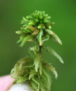 Sphagnum pulchrum Abundant in poor fens and raised bogs; it forms dense carpets at water level.

Habitat: Bog
https://www.jungledragon.com/image/81538/sphagnum_pulchrum.html
 Geotagged,Sphagnum pulchrum,Spring,United States,moss