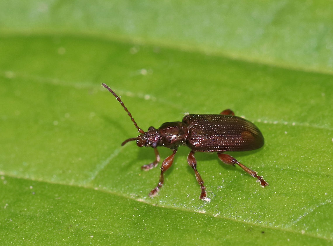 Aquatic Leaf Beetle - Plateumaris germari *Species are difficult to differentiate, but this species seems likely considering distribution and physical features<br />
<br />
Habitat: Wetland<br />
<figure class="photo"><a href="https://www.jungledragon.com/image/81541/aquatic_leaf_beetle_-_plateumaris_germari.html" title="Aquatic Leaf Beetle - Plateumaris germari"><img src="https://s3.amazonaws.com/media.jungledragon.com/images/3232/81541_thumb.jpg?AWSAccessKeyId=05GMT0V3GWVNE7GGM1R2&Expires=1769040010&Signature=Knq%2BMgSVp7NRqK4yZpDfTpFEHDs%3D" width="200" height="152" alt="Aquatic Leaf Beetle - Plateumaris germari *Species are difficult to differentiate, but this species seems likely considering distribution and physical features<br />
<br />
Habitat: Wetland<br />
https://www.jungledragon.com/image/81540/aquatic_leaf_beetle_-_plateumaris_germari.html Geotagged,Plateumaris germari,Spring,United States" /></a></figure> Geotagged,Plateumaris,Plateumaris germari,Spring,United States,beetle