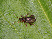 Aquatic Leaf Beetle - Plateumaris germari *Species are difficult to differentiate, but this species seems likely considering distribution and physical features<br />
<br />
Habitat: Wetland<br />
https://www.jungledragon.com/image/81540/aquatic_leaf_beetle_-_plateumaris_germari.html Geotagged,Plateumaris germari,Spring,United States