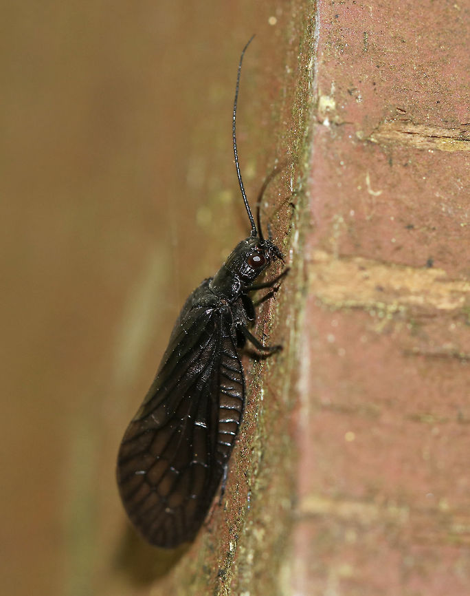 Alderfly - Sialis sp. I have no idea on a species at this point.<br />
<br />
Habitat: Wetland Geotagged,Sialis,Spring,United States,alderfly