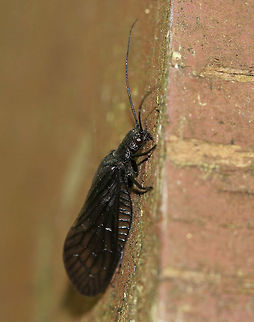 Alderfly - Sialis sp. I have no idea on a species at this point.

Habitat: Wetland Geotagged,Sialis,Spring,United States,alderfly