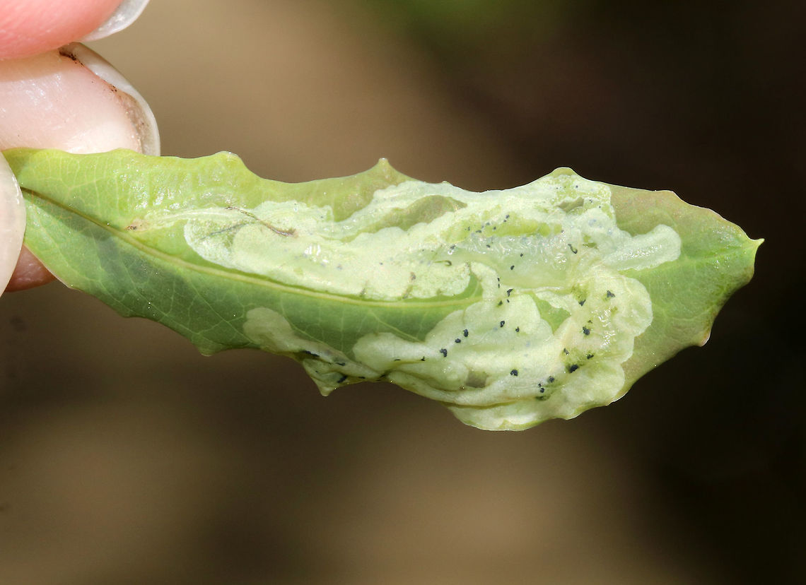 Leaf Mine - Unknown sp. I'm not sure if these mines are considered blotch mines or linear blotch mines. They were made on the upper surface of a woody plant (Maybe Jewelweed, Impatiens sp.). The frass seemed somewhat scattered.<br />
<br />
 I was thinking that they could be Cameraria sp., but that is a complete guess.<br />
<br />
Habitat: Edge of a wetland<br />
<figure class="photo"><a href="https://www.jungledragon.com/image/81546/leaf_mine_-_unknown_sp.html" title="Leaf Mine - Unknown sp."><img src="https://s3.amazonaws.com/media.jungledragon.com/images/3232/81546_thumb.jpg?AWSAccessKeyId=05GMT0V3GWVNE7GGM1R2&Expires=1769040010&Signature=9D9zpOqpHpxjXTuLS0iyG6nv%2FXc%3D" width="200" height="156" alt="Leaf Mine - Unknown sp. I'm not sure if these mines are considered blotch mines or linear blotch mines. They were made on the upper surface of a woody plant (Maybe Jewelweed, Impatiens sp.). The frass seemed somewhat scattered.<br />
<br />
 I was thinking that they could be Cameraria sp., but that is a complete guess.<br />
<br />
Habitat: Edge of a wetland<br />
https://www.jungledragon.com/image/81545/leaf_mine_-_unknown_sp.html Geotagged,Spring,United States" /></a></figure> Geotagged,Spring,United States,blotch mine,cameraria,leaf mine,leaf mines,linear blotch mine